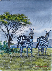 Thiongo - Zebra Pair
