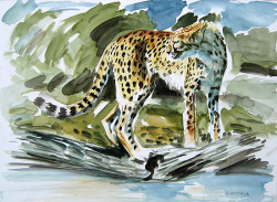 Kinuthia - Cheetah