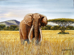 Ndeveni - Ahmed the Elephant