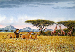 Ndeveni - Pride of Lions Spying on Reticulated Giraffes