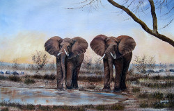 Ngoko - Elephants in Amboseli