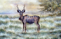 Ngoko - Kudu