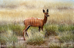 Ngoko - Kudu in the grass