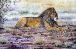 Ngoko - Lion in Amboseli
