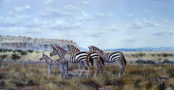 Ngoko - Zebras in Amboseli