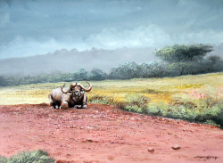 Njoroge---Lone-Cape-Buffalo