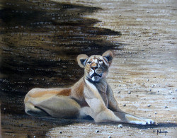 ndwiga-young lioness
