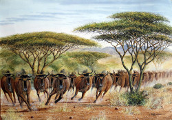 Ndeveni - Wildebeest Charging Through a Forest Area
