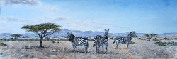 Thiongo - Zebras in the Highlands long 2