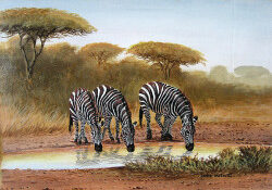 Michuki - Zebras Taking Water