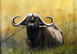 Ndwiga - Cape Buffalo in Tall Grass