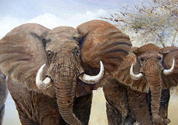 Ngoko - Elephant detail