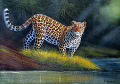 Wanjeri - Leopard in the Sun